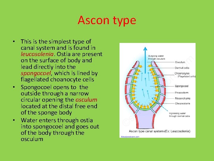 Ascon type • This is the simplest type of canal system and is found