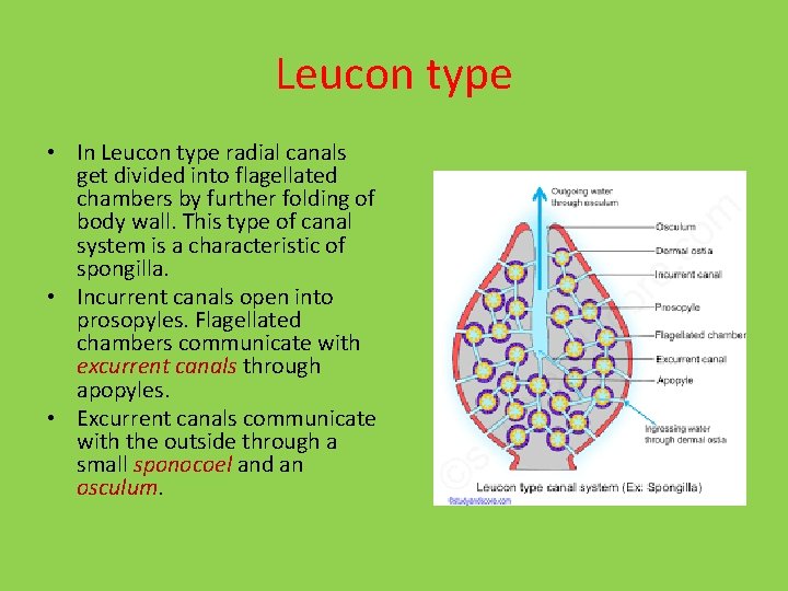 Leucon type • In Leucon type radial canals get divided into flagellated chambers by