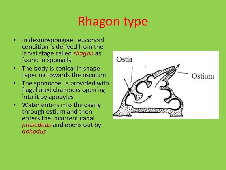 Rhagon type • In desmospongiae, leuconoid condition is derived from the larval stage called
