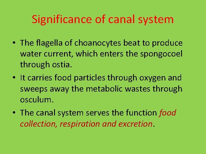 Significance of canal system • The flagella of choanocytes beat to produce water current,
