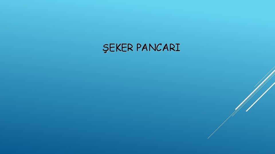 ŞEKER PANCARI 