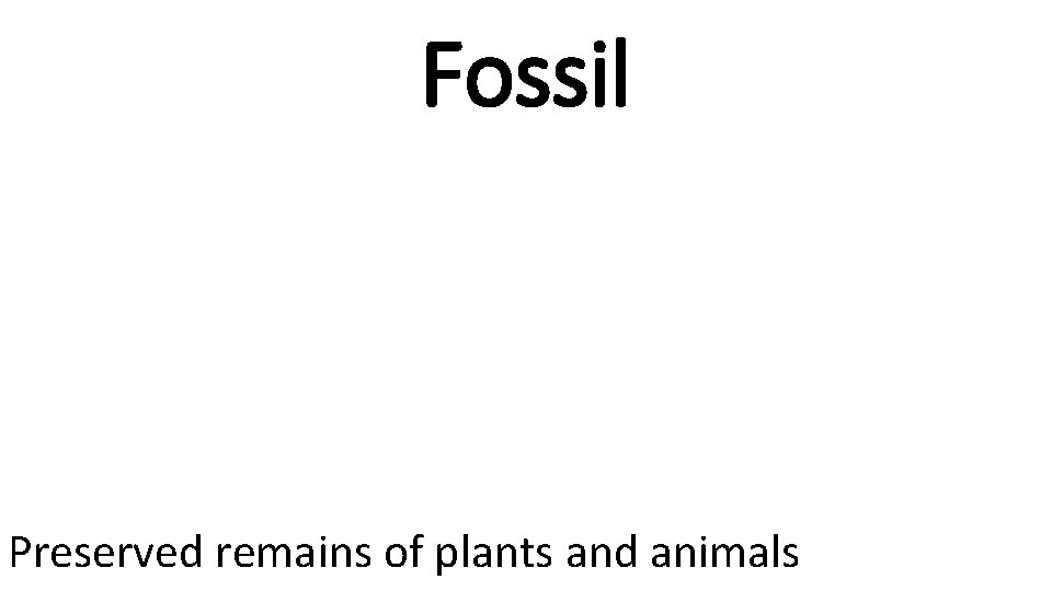 Fossil Preserved remains of plants and animals 