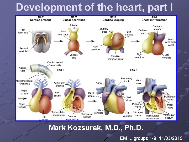 Development of the heart, part I Mark Kozsurek, M. D. , Ph. D. EM Development of the heart, part I Mark Kozsurek, M. D. , Ph. D. EM