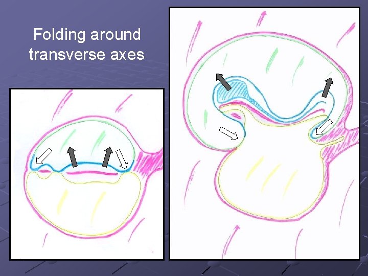 Folding around transverse axes Folding around transverse axes