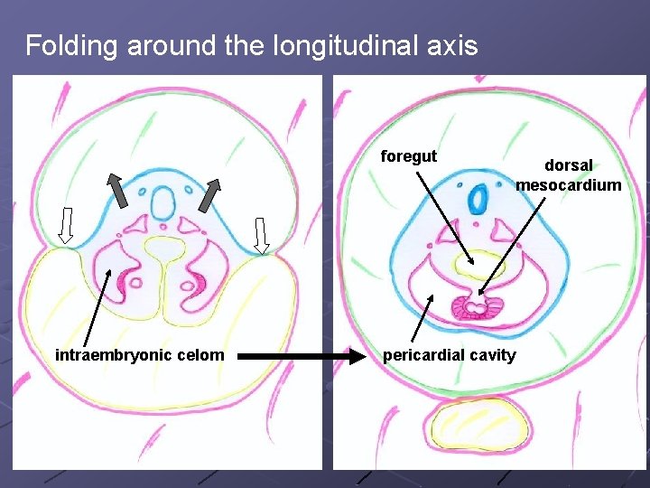 Folding around the longitudinal axis foregut intraembryonic celom pericardial cavity dorsal mesocardium Folding around the longitudinal axis foregut intraembryonic celom pericardial cavity dorsal mesocardium