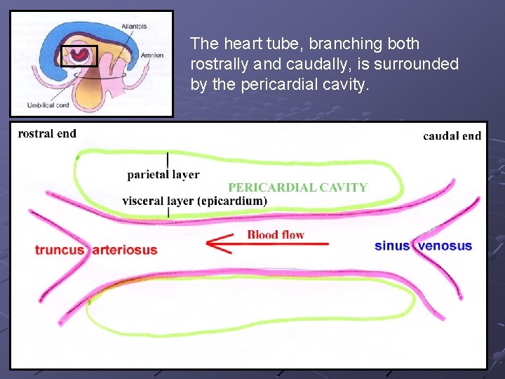 The heart tube, branching both rostrally and caudally, is surrounded by the pericardial cavity. The heart tube, branching both rostrally and caudally, is surrounded by the pericardial cavity.