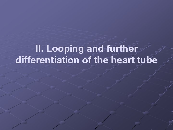 II. Looping and further differentiation of the heart tube II. Looping and further differentiation of the heart tube