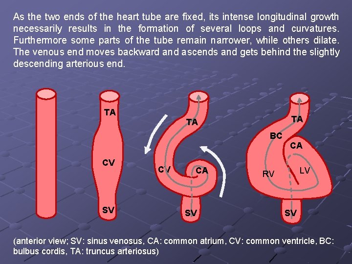 As the two ends of the heart tube are fixed, its intense longitudinal growth As the two ends of the heart tube are fixed, its intense longitudinal growth