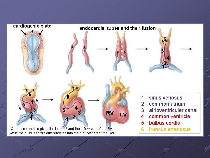 cardiogenic plate endocardial tubes and their fusion 6 5 3 1 - 6 5 cardiogenic plate endocardial tubes and their fusion 6 5 3 1 - 6 5