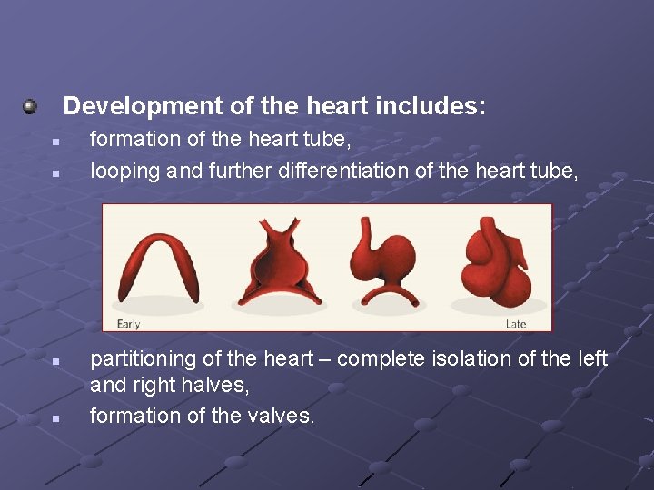 Development of the heart includes: n n formation of the heart tube, looping and Development of the heart includes: n n formation of the heart tube, looping and
