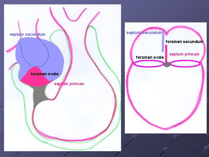 septum secundum foramen ovale septum primum septum secundum foramen ovale septum primum
