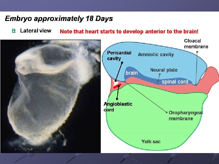 Note that heart starts to develop anterior to the brain! brain spinal cord Note that heart starts to develop anterior to the brain! brain spinal cord
