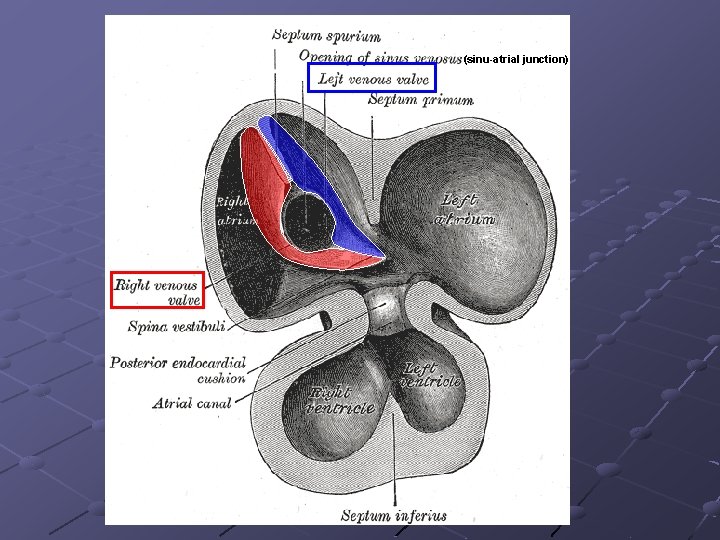 (sinu-atrial junction) (sinu-atrial junction)