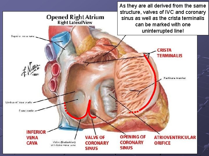 As they are all derived from the same structure, valves of IVC and coronary As they are all derived from the same structure, valves of IVC and coronary