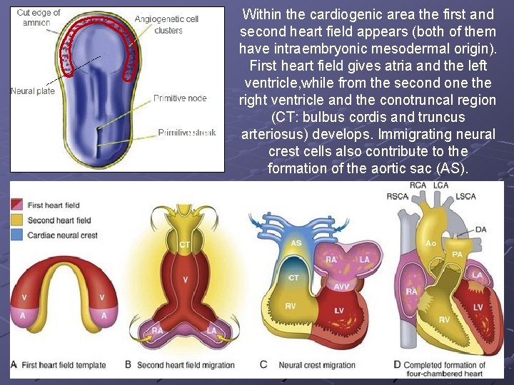Within the cardiogenic area the first and second heart field appears (both of them Within the cardiogenic area the first and second heart field appears (both of them