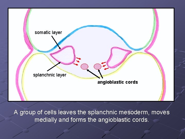somatic layer splanchnic layer angioblastic cords A group of cells leaves the splanchnic mesoderm, somatic layer splanchnic layer angioblastic cords A group of cells leaves the splanchnic mesoderm,