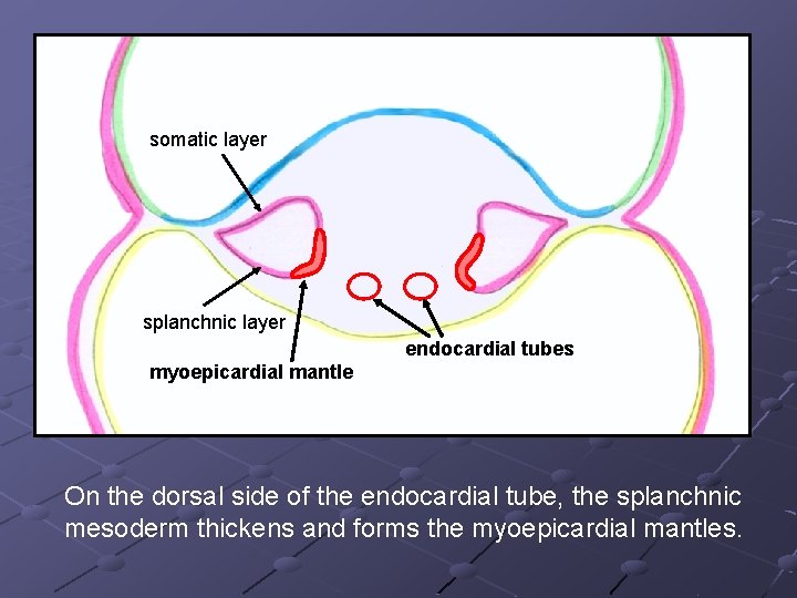 somatic layer splanchnic layer endocardial tubes myoepicardial mantle On the dorsal side of the somatic layer splanchnic layer endocardial tubes myoepicardial mantle On the dorsal side of the