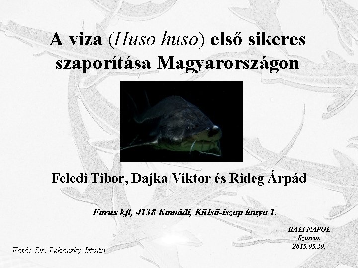 A viza (Huso huso) első sikeres szaporítása Magyarországon Feledi Tibor, Dajka Viktor és Rideg