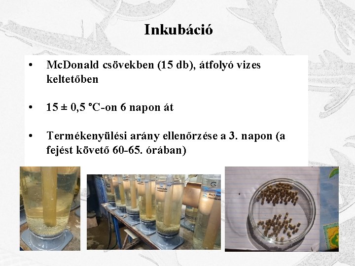 Inkubáció • Mc. Donald csövekben (15 db), átfolyó vizes keltetőben • 15 ± 0,