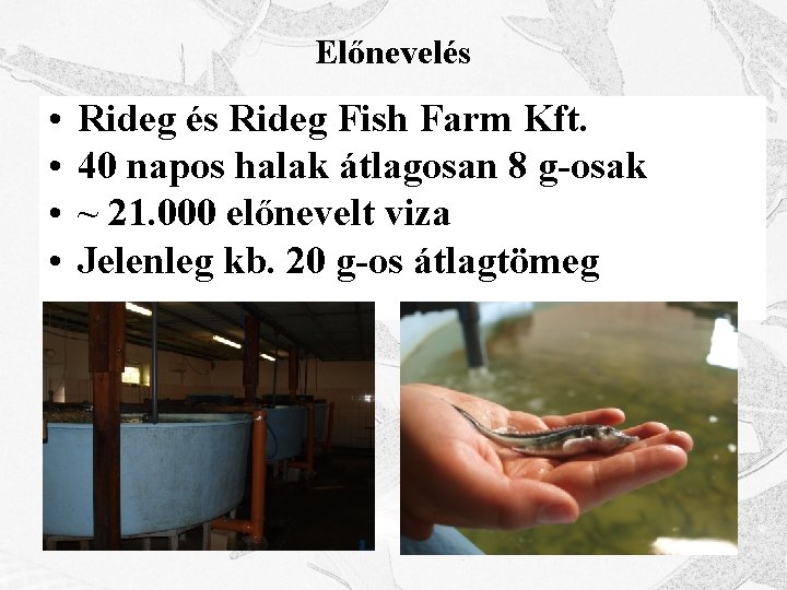 Előnevelés • • Rideg és Rideg Fish Farm Kft. 40 napos halak átlagosan 8