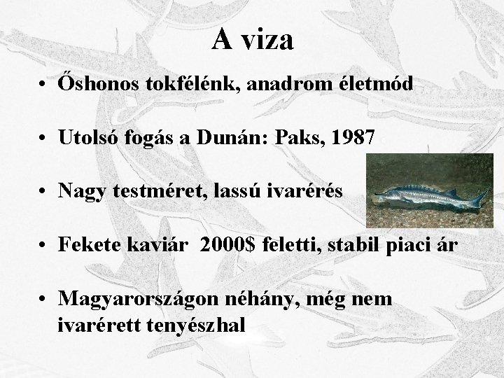 A viza • Őshonos tokfélénk, anadrom életmód • Utolsó fogás a Dunán: Paks, 1987
