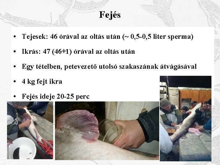 Fejés • Tejesek: 46 órával az oltás után (~ 0, 5 -0, 5 liter