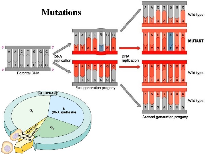 Mutations 