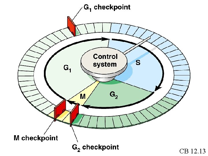 CB 12. 13 