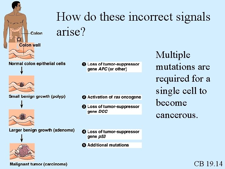 How do these incorrect signals arise? Multiple mutations are required for a single cell