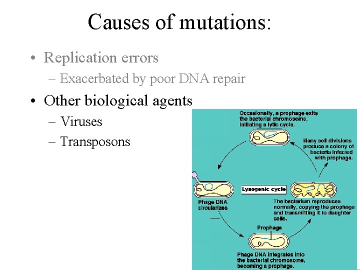 Causes of mutations: • Replication errors – Exacerbated by poor DNA repair • Other