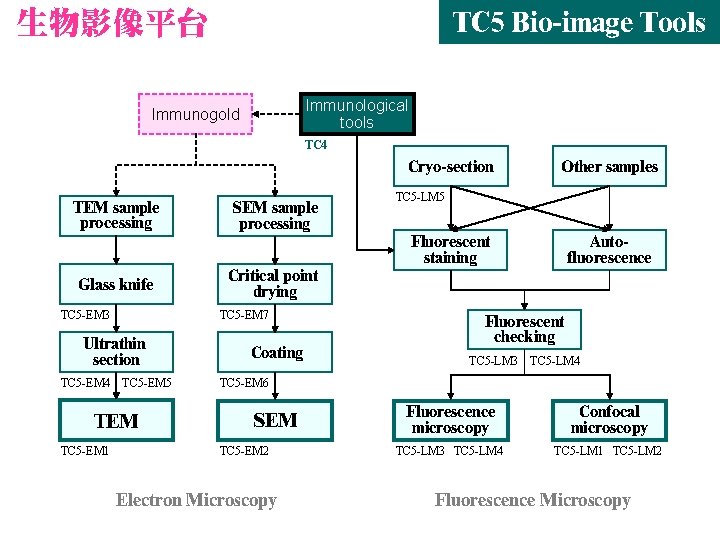 生物影像平台 TC 5 Bio-image Tools Immunological tools Immunogold TC 4 Cryo-section TEM sample processing