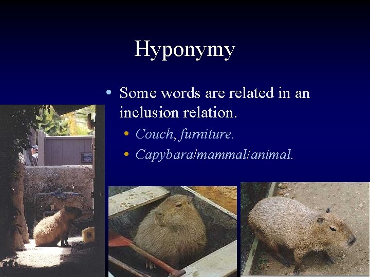 Hyponymy • Some words are related in an inclusion relation. • Couch, furniture. •