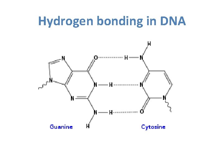 Hydrogen bonding in DNA 