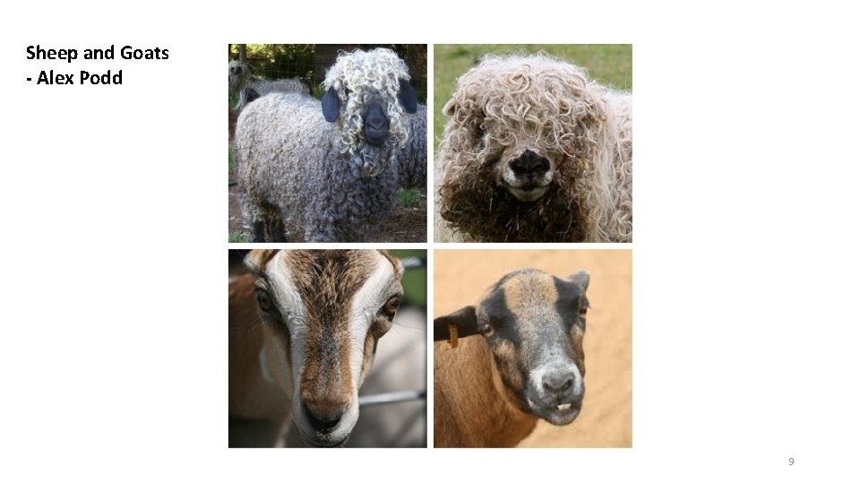 Sheep and Goats - Alex Podd 9 