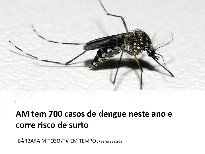 AM tem 700 casos de dengue neste ano e corre risco de surto BÁRBARA