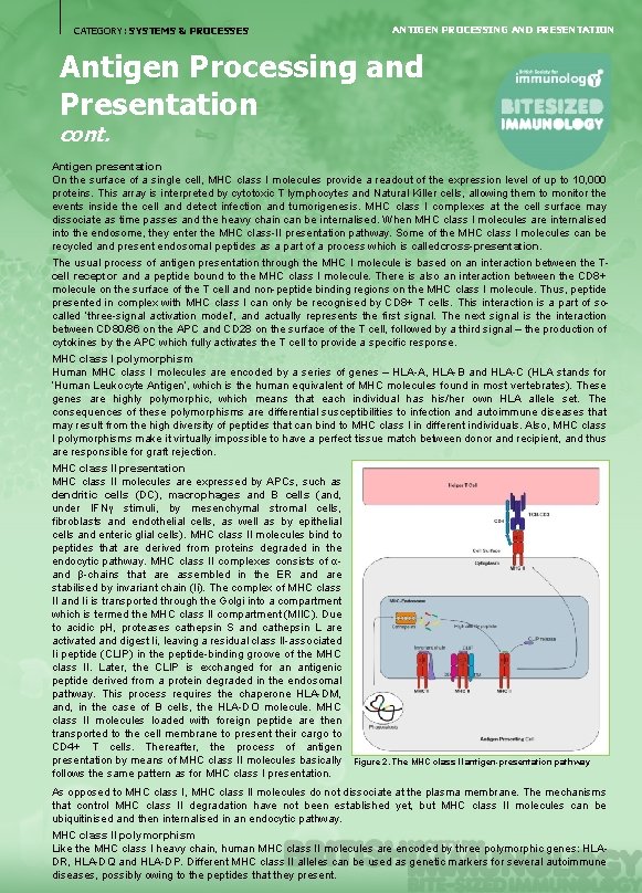 CATEGORY: SYSTEMS & PROCESSES ANTIGEN PROCESSING AND PRESENTATION Antigen Processing and Presentation cont. Antigen