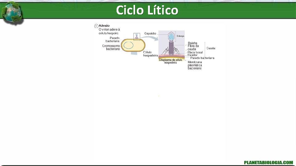 Ciclo Lítico 