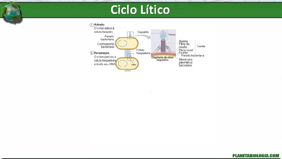 Ciclo Lítico 