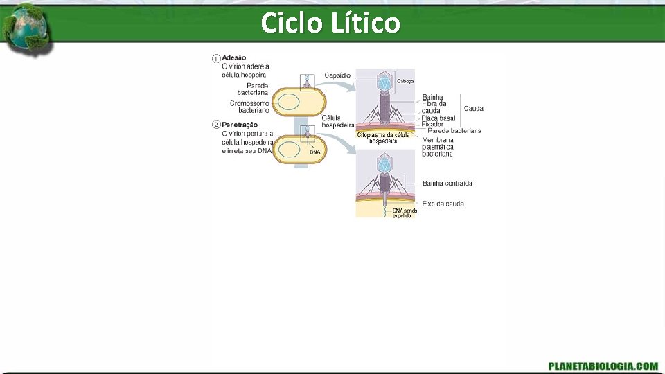 Ciclo Lítico 