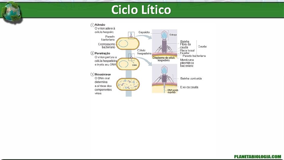 Ciclo Lítico 