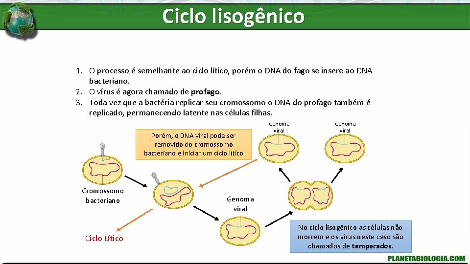 Ciclo lisogênico 1. O processo é semelhante ao ciclo lítico, porém o DNA do