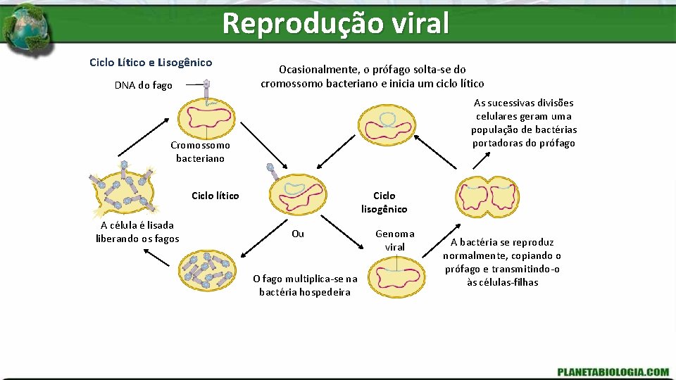 Reprodução viral Ciclo Lítico e Lisogênico DNA do fago Ocasionalmente, o prófago solta-se do