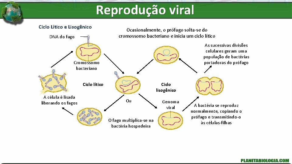 Reprodução viral Ciclo Lítico e Lisogênico DNA do fago Ocasionalmente, o prófago solta-se do