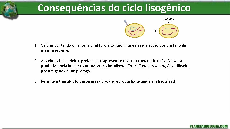 Consequências do ciclo lisogênico Genoma viral 1. Células contendo o genoma viral (profago) são