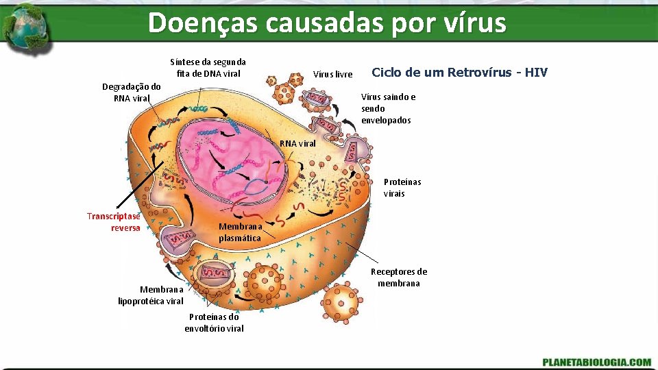 Doenças causadas por vírus Síntese da segunda fita de DNA viral Vírus livre Degradação