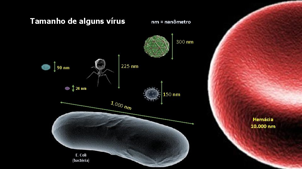 Tamanho de alguns vírus nm = nanômetro 300 nm 225 nm 90 nm 24