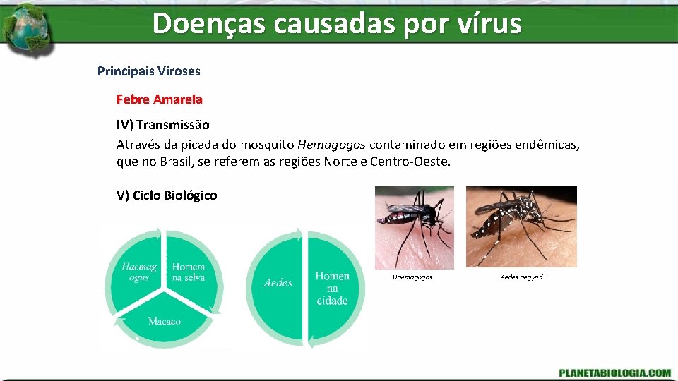 Doenças causadas por vírus Principais Viroses Febre Amarela IV) Transmissão Através da picada do