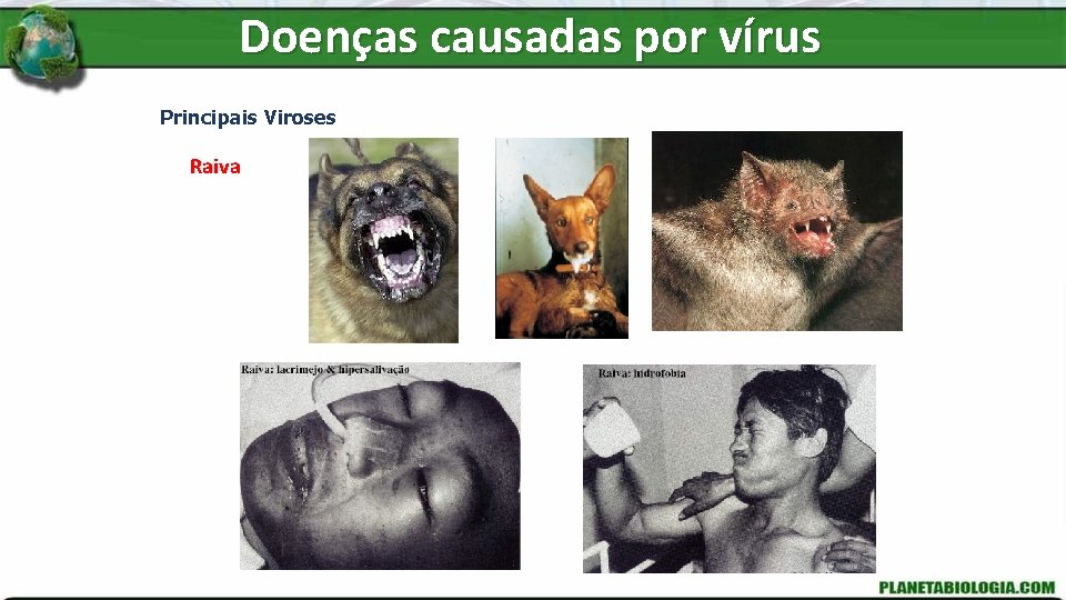 Doenças causadas por vírus Principais Viroses Raiva 