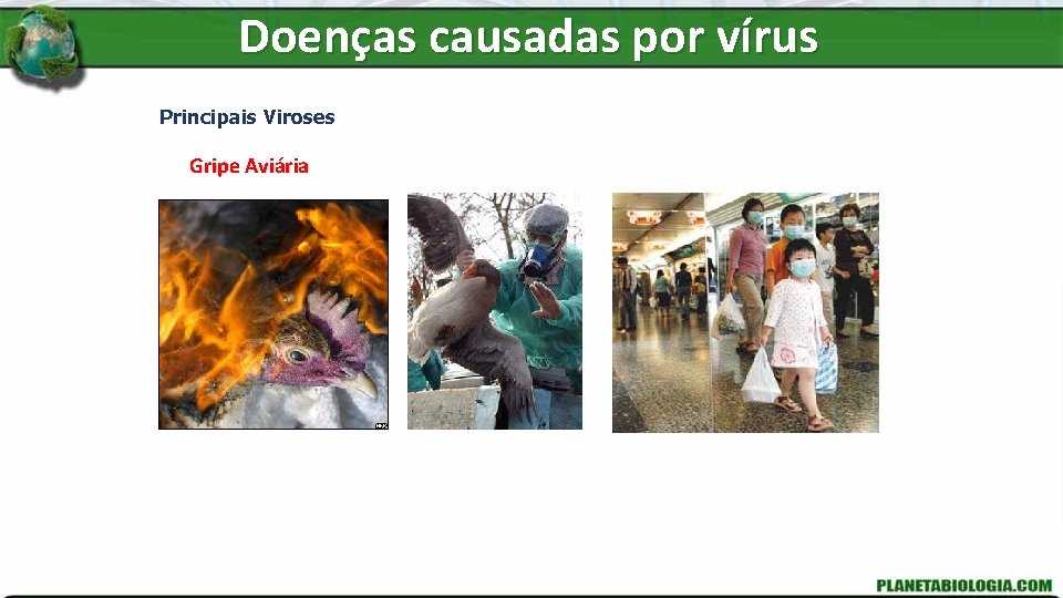 Doenças causadas por vírus Principais Viroses Gripe Aviária 