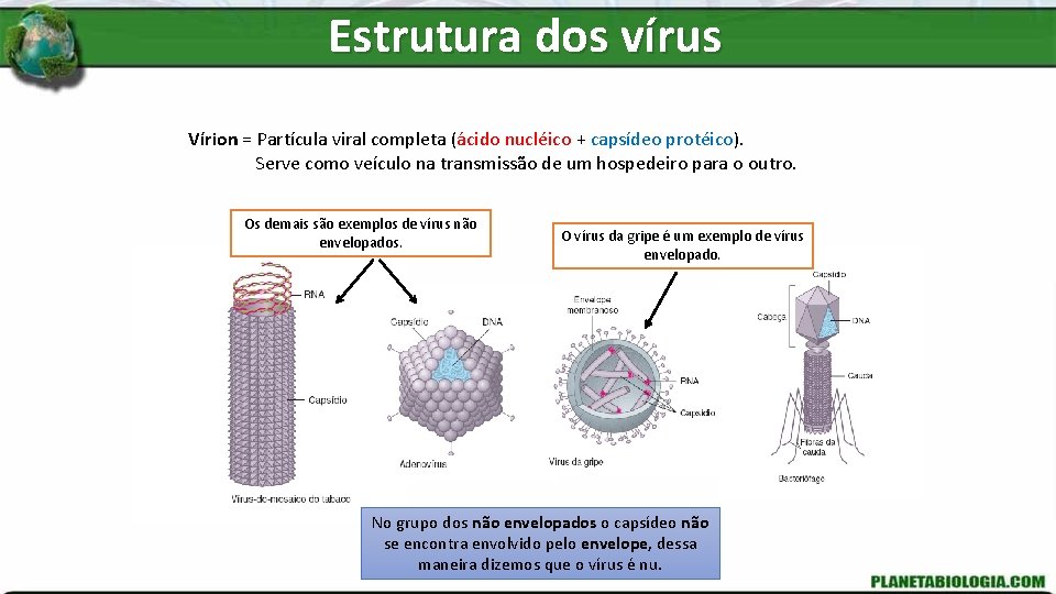 Estrutura dos vírus Vírion = Partícula viral completa (ácido nucléico + capsídeo protéico). Serve